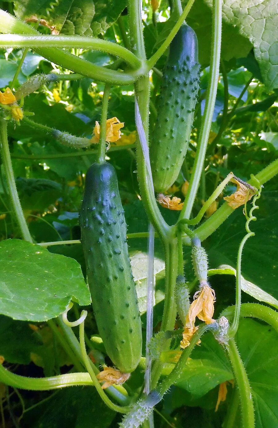 Пчелоопыляемый сорт огурцов. Овощ ксюша. Партнер огурец эльбрус. Пчелоопыляемый сорт огурцов. Огурец партенокарпический прадо f1.