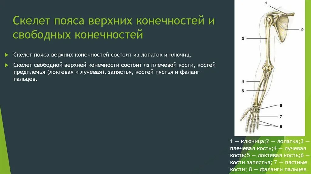 5 кость пояса верхних конечностей. Скелет свободной верхней конечности плечевая кость. Пояс верхних конечностей. Кости верхней конечности.. Скелет верхней конечности свободная конечность. Скелет свободной верхней конечностт.