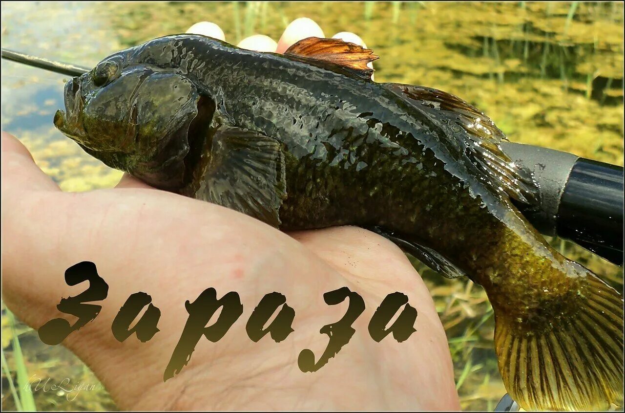 Головешка или головешка. Бычок ротан. рыба бычок ратан. рыба ратан морской. головешка глена perccottus glenii (ротан).