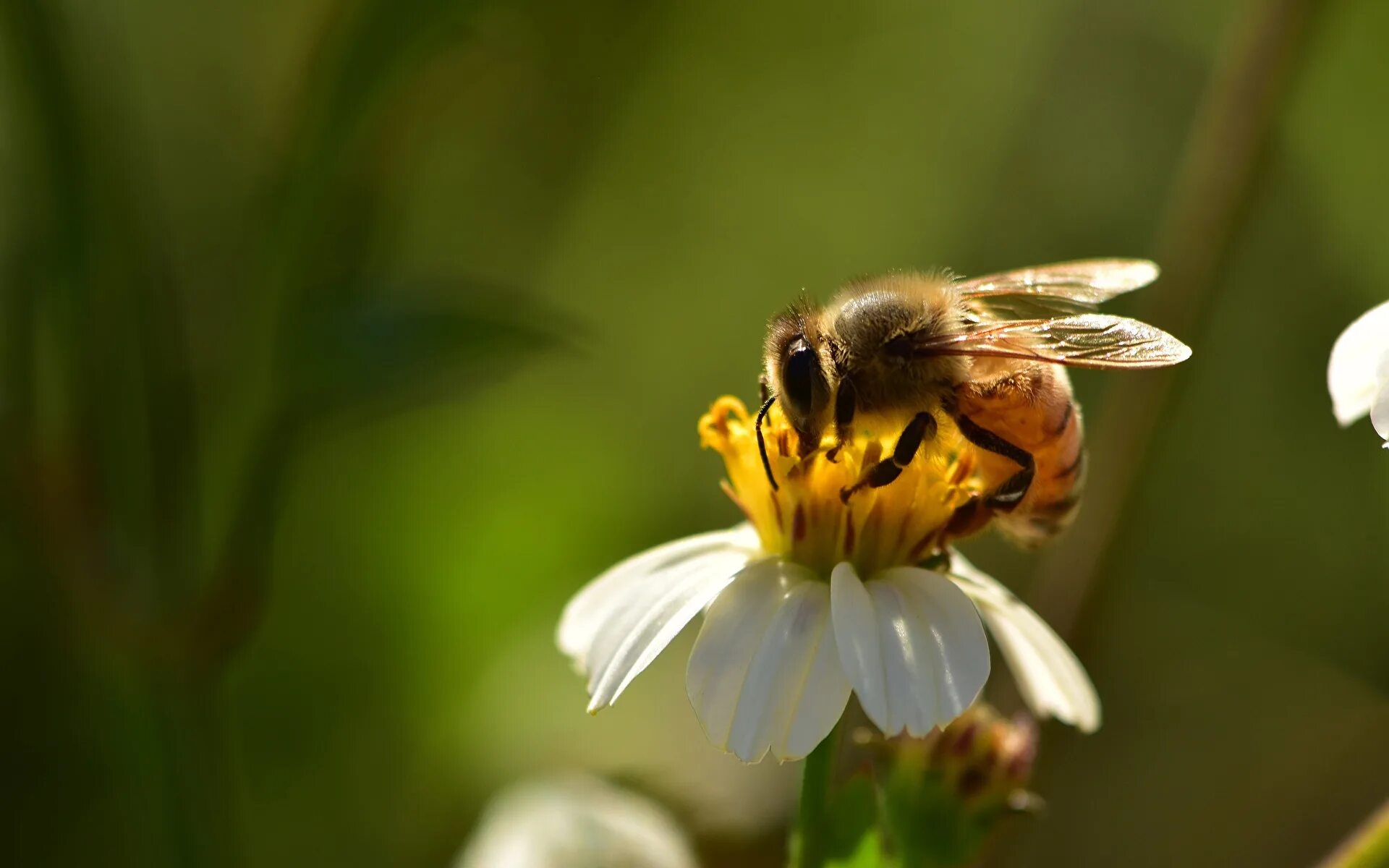 Пчела питается нектаром. Пчела. Пчела собирает нектар. Пчела на цветке. Плела собирает нектар.