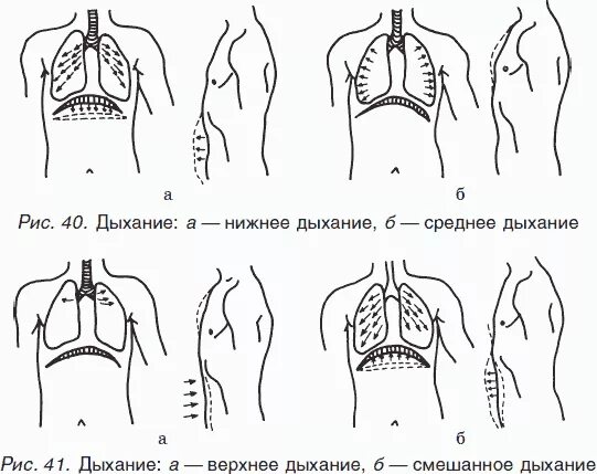 Дыхание человека в минуту спокойном состоянии. Ключичный тип дыхания. Правильное дыхание. Грудной тип дыхания. Грудной и брюшной тип дыхания.