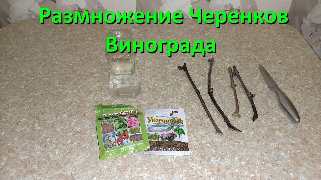 Что использовать для укоренения черенков. Черенки винограда. укоренение винограда черенками. укореняем черенки винограда. укоренение черенков винограда.