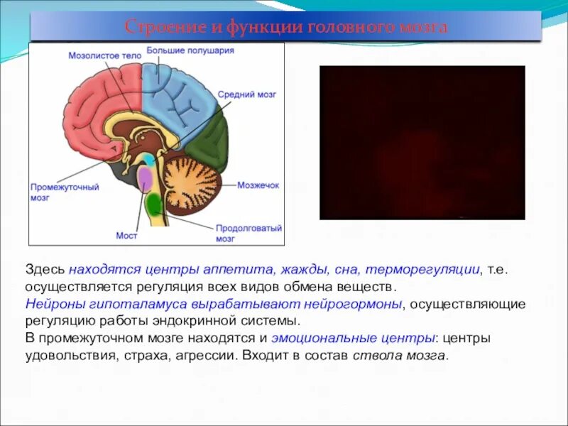Где располагаются центры терморегуляции. Нейрогормоныны гипоталамуса. Нейрогормоны гипоталамуса являются. Центр терморегуляции в головном мозге. Гипоталамус терморегуляция.