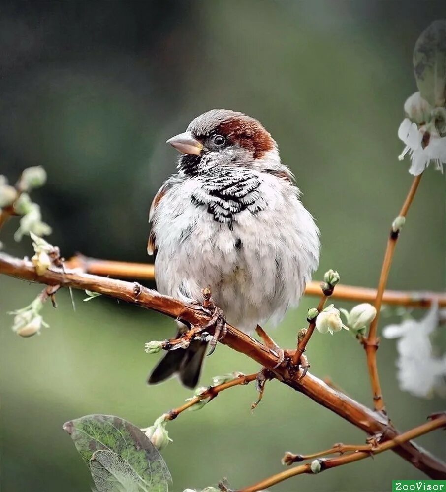 домовый воробей воробьиные. воробей воробьиха воробышек. два воробья. милый воробушек. воробушек 3.