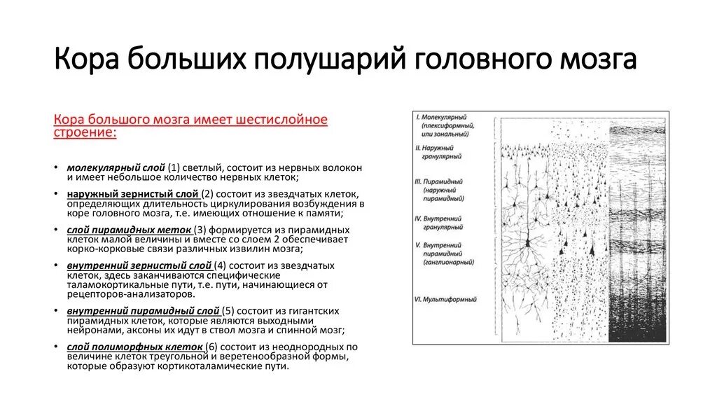 Плотность нервных клеток в мозге является особенностью