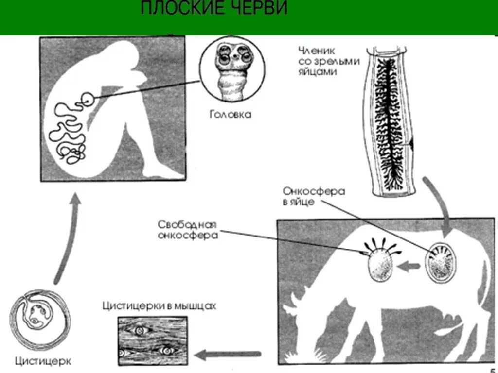 Стадии развития цепня. Жизненный цикл печеночного бычьего цепня. Ленточные черви жизненный цикл бычьего цепня. Жизненный цикл ленточного червя схема. Бычий цепень жизненный цикл схема.