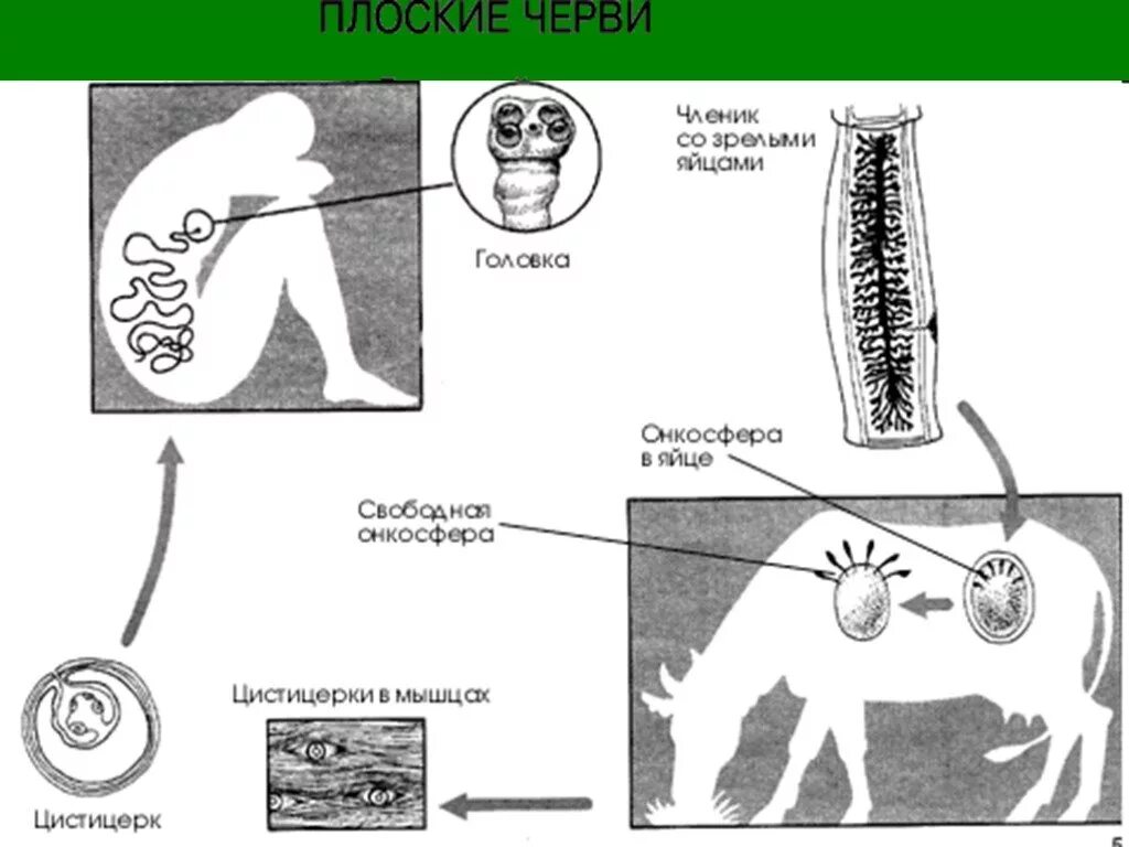 Какая стадия свиного цепня разовьется в человеке. Жизненный цикл печеночного бычьего цепня. Ленточные черви жизненный цикл бычьего цепня. Ленточные черви цикл развития бычьего цепня. Бычий цепень жизненный цикл схема.