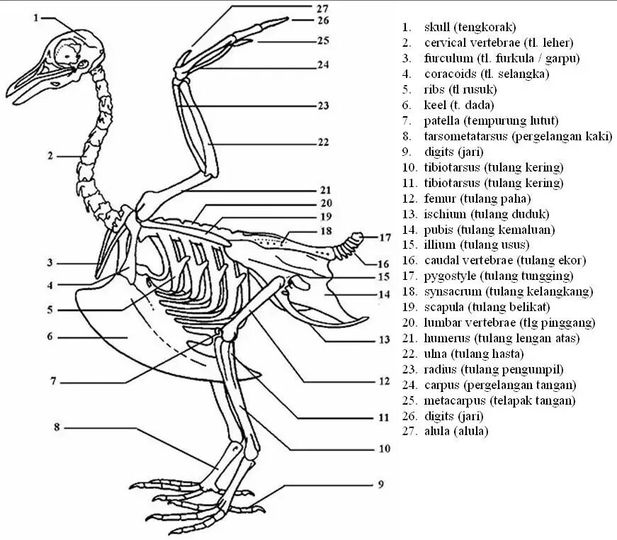 Строение скелета сизого голубя. Строение скелета птицы рисунок. Скелет голубя спереди. Скелет сизого голубя биология 7 класс.