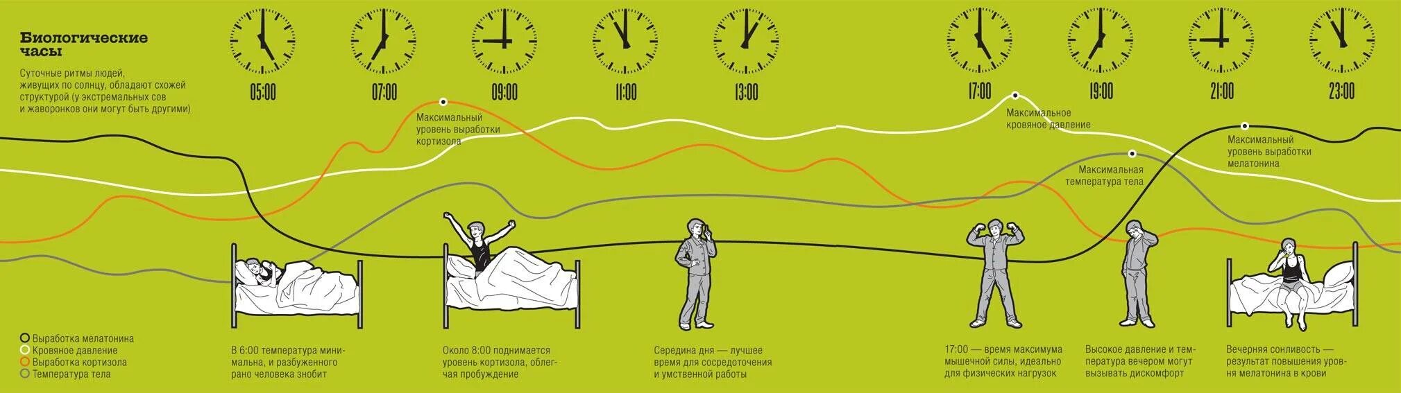 Световой день на 5 минут. Циркадные биоритмы человека. Циркадные ритмы человека по часам схема. Биологические часы циркадные ритмы. Циркадные циклы человека , биологические часы.