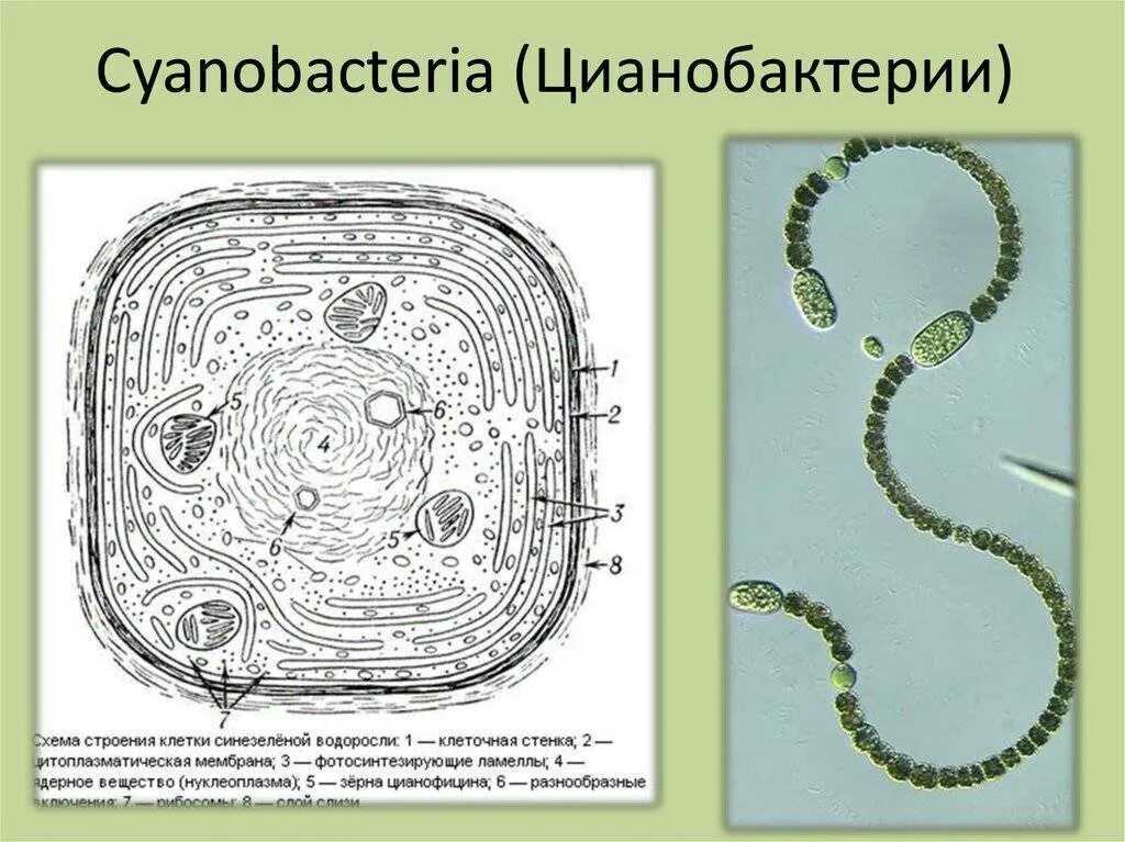 Клетки водорослей и цианобактерий