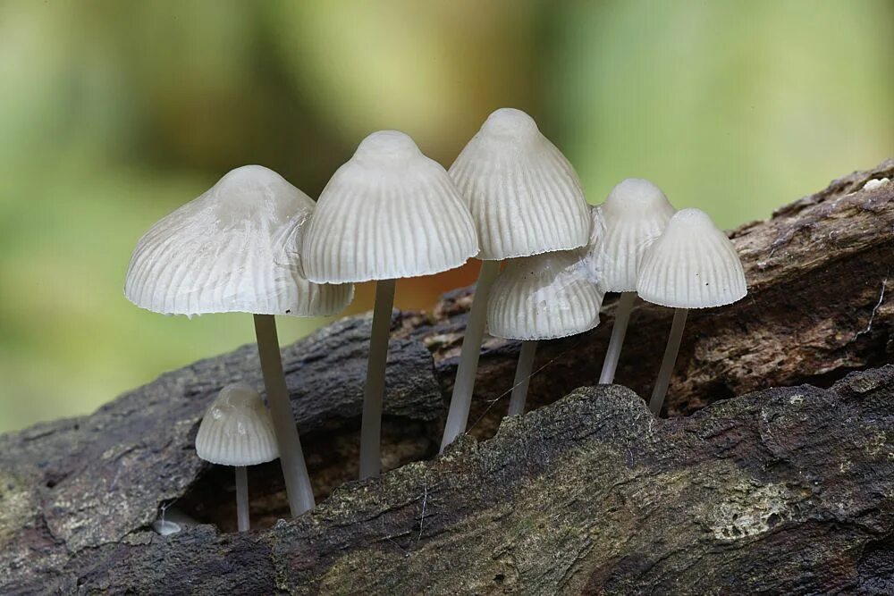 Мицена. Мицена пурпурная (mycena adonis).. mycena cyanorrhiza. мицена щелочная. мицена синеногая (mycena cyanorrhiza).
