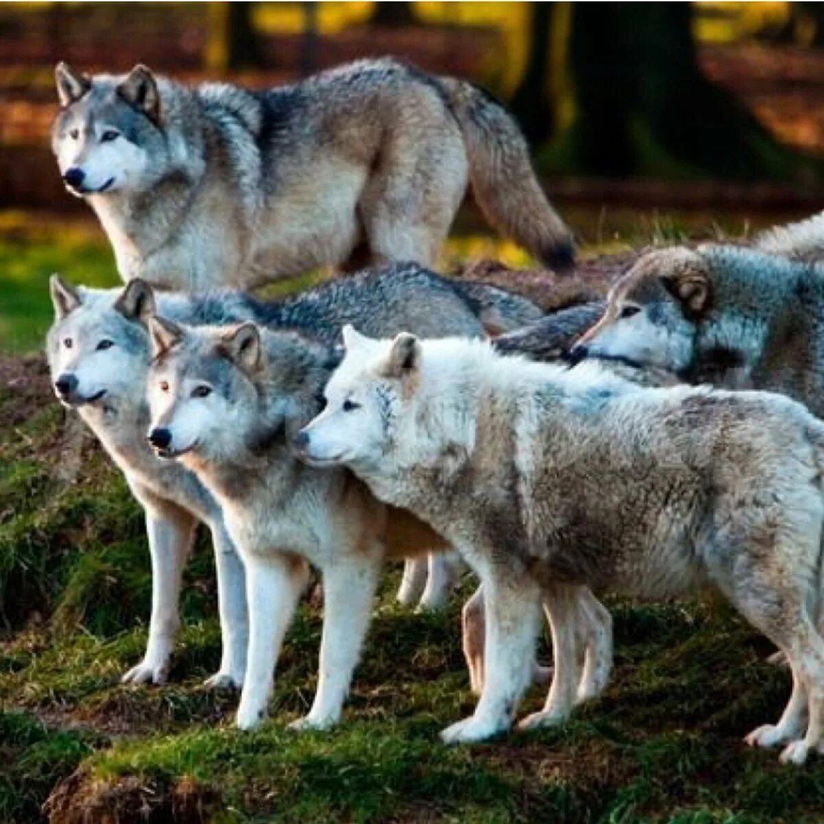 Где больше волков. Волчья семья. Семья Волков. Стадо Волков. Стая Волков.