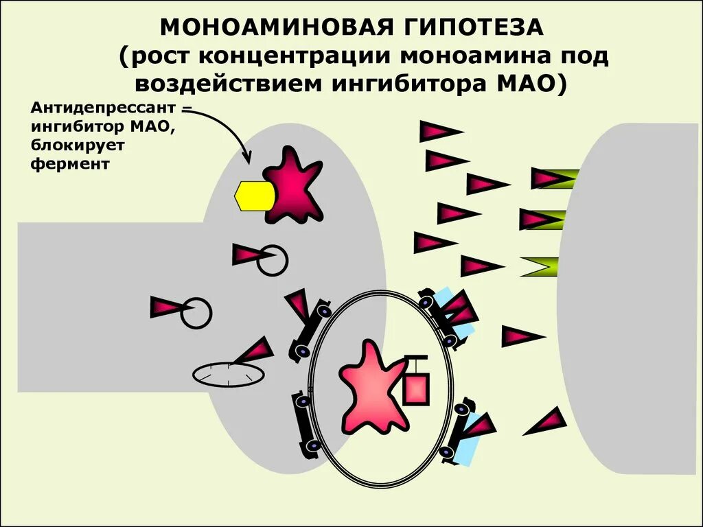 Моноаминовая гипотеза депрессии. Ингибиторами фермента Мао. Моноаминоксидаза механизм действия. Мао фермент.