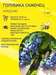 Сорт голубики норд кантри