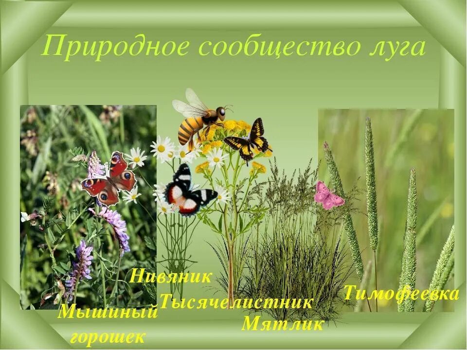 Животные луга 2 класс окружающий мир. Природное сообщество луг. Насекомые сообщества луг. Сообщество луг животные и растения. Сообщество растений Луга.