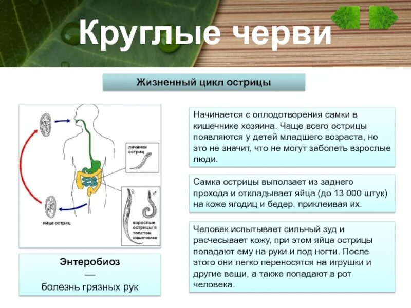 Аскарида человеческая основной и промежуточный хозяин. Жизненный цикл острицы схема. Циклы развития червей Острица. Цикл развития острицы. Цикл развития энтеробиоза схема.