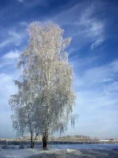Зимняя береза
