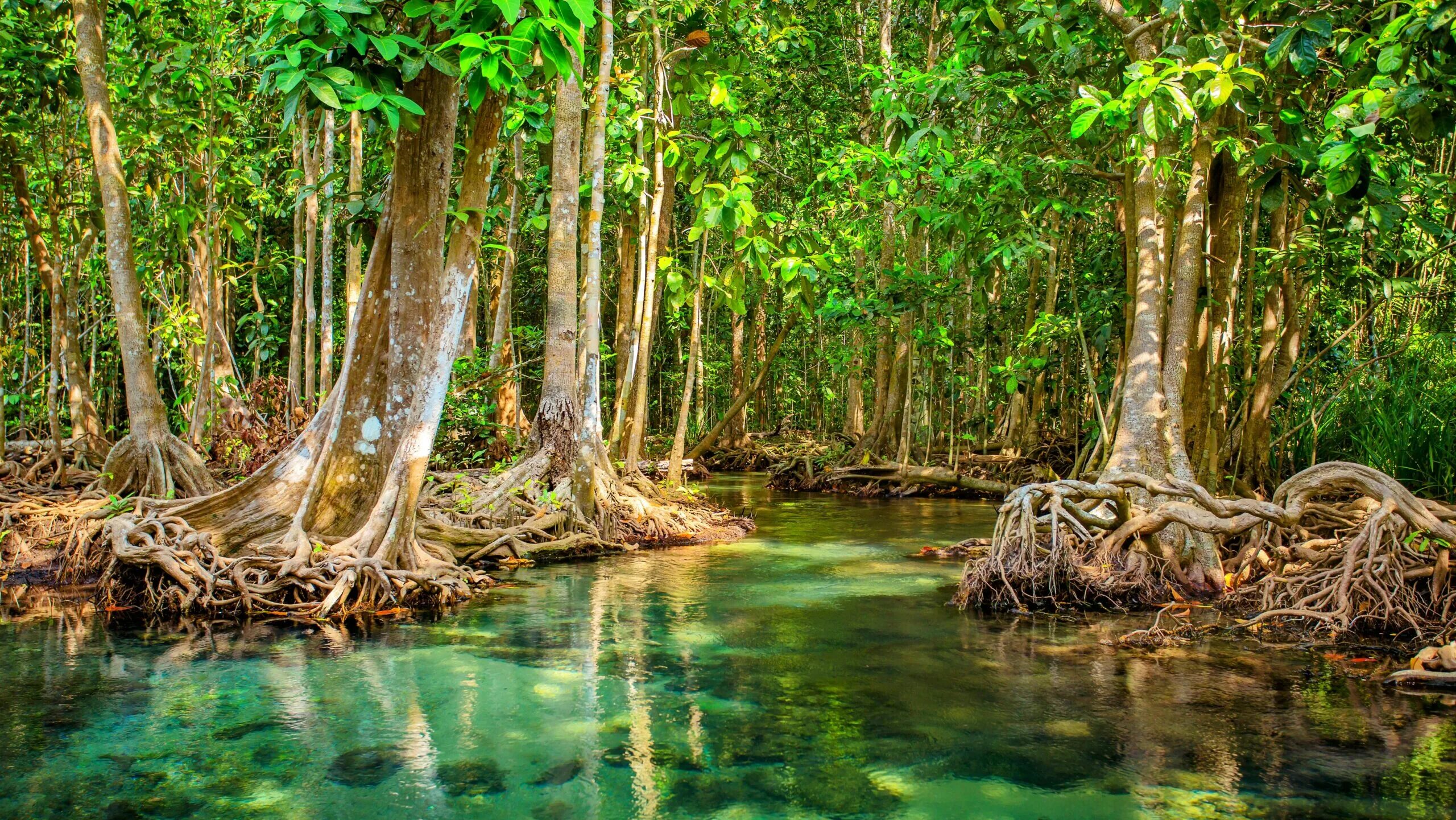 Мангровые заросли Шри Ланка. Борнео мангровые леса. Краби мангровые леса. Мангровые леса амазонки.