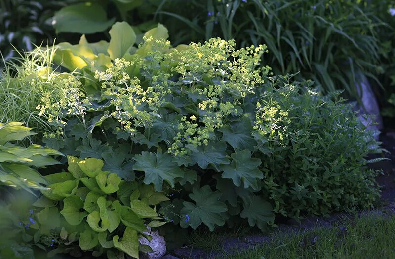 Манжетка в ландшафтном. Манжетка alchemilla mollis robustica. Манжетка красночерешковая (alchemilla erythropoda). Манжетка робустика. Сад светланы желибы.