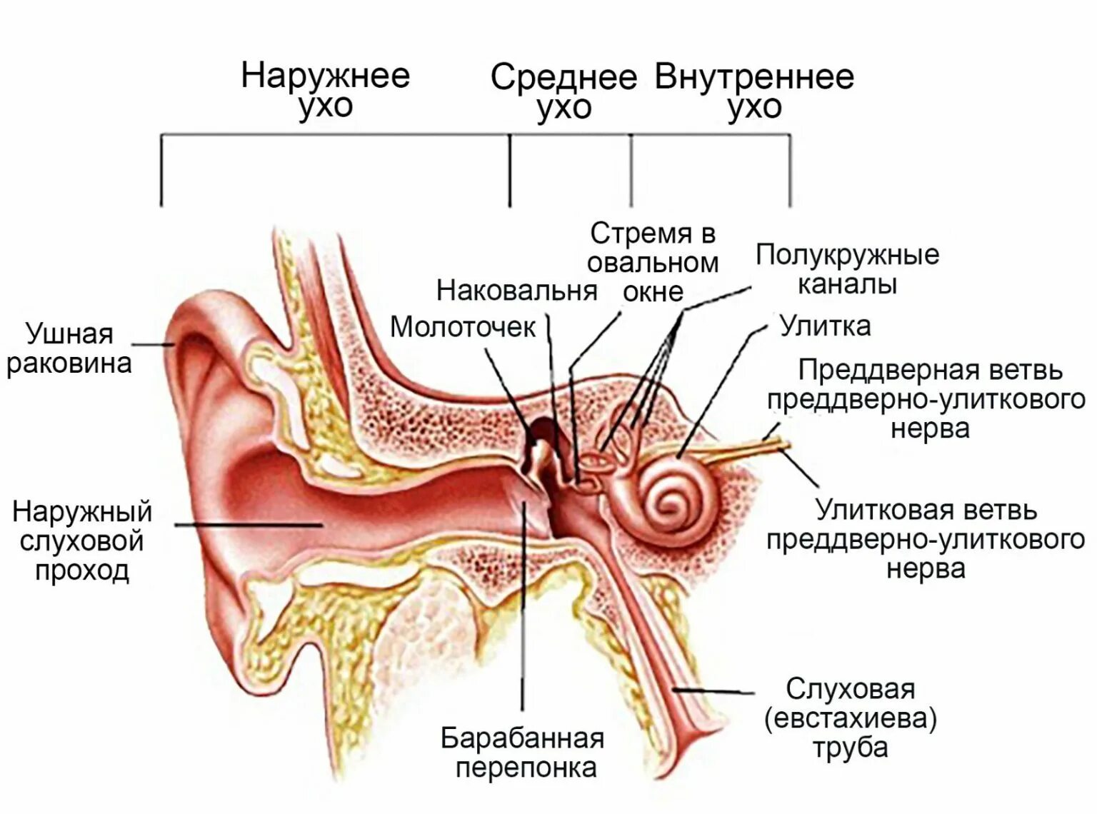 Слуховая труба вестибулярный аппарат. Схема слухового анализатора анатомия. Строение среднего уха схема. Строение наружного уха внутри. Строение наружного среднего и внутреннего уха.