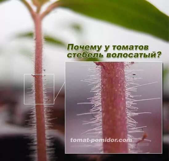 Почему у помидоров фиолетовый стебель. Волоски на листьях. стебель томата. волоски томата на стебле. ворсинки на стебле помидор.