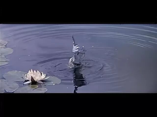Лепреконский должок 1