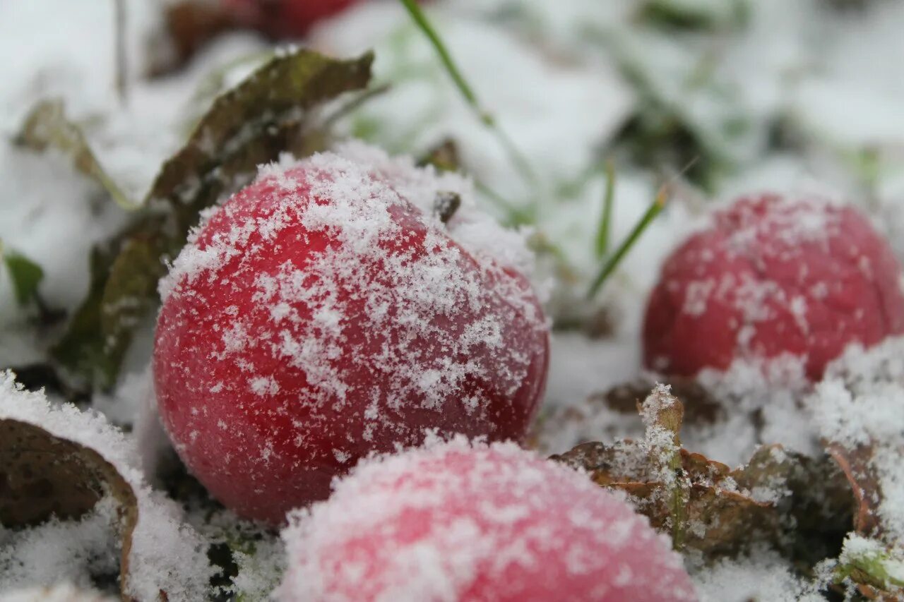 Яблоки на зиму. Яблоки со снегом. Замороженные яблоки. Яблоня в снегу. Яблоня медуница зимняя.