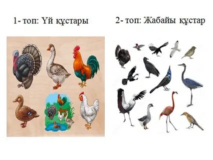 Сүңгуірдің порно фотосы