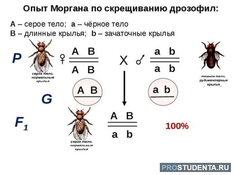 Сцепленное наследование генов схема. Закон сцепленного наследования т.Моргана. Сцепленное наследование схема скрещивания. Опыты Моргана на дрозофилах. Теория сцепленного наследования