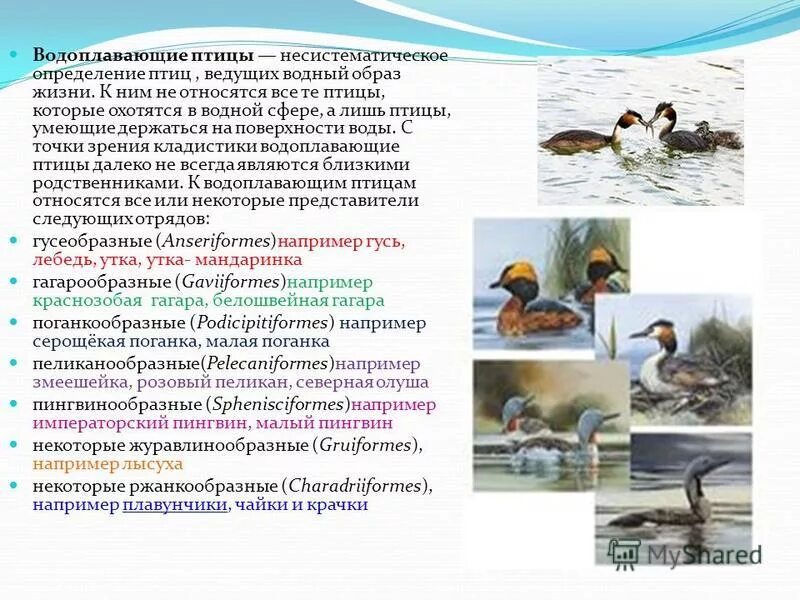 Особенности водоплавающих птиц. Водоплавающие птицы презентация. Водоплавающие птицы строение. Водоплавающие птицы характеристика.