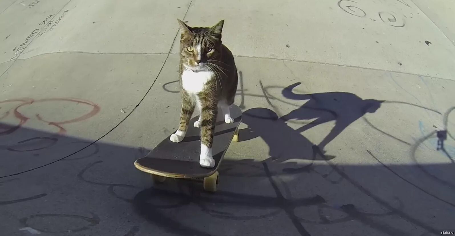 Кошка ездит. На скейте. Кот на скейтборде. Крутой кот на скейте. Котик катается на скейте.