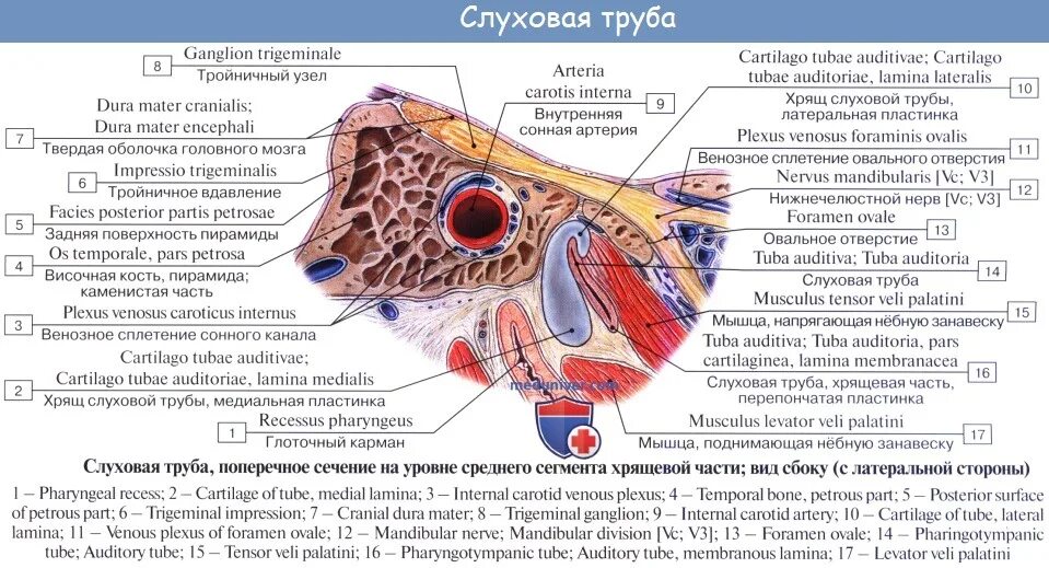 Слуховая трубка анатомия. Части слуховой трубы (Tuba auditiva). Евстахиева (слуховая) труба анатомия. Евстахиева труба анатомия. Ostium pharyngeum tubae auditivae