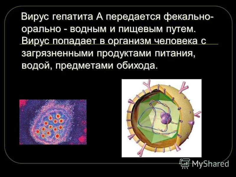 Гепатит с передается. Гепатит а передается пищевым путем. Вирус гепатита c. Гепатит а передается пищевым путем. Гепатит а передается пищевым путем.