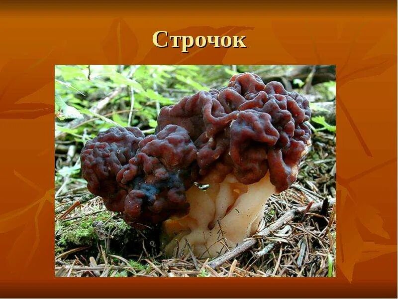 Строчок обыкновенный таксоны с наименьшего. Строчок обыкновенный ядовитый гриб. трюфель и сморчок. сморчок и строчок. строчок грибы для дошкольников.