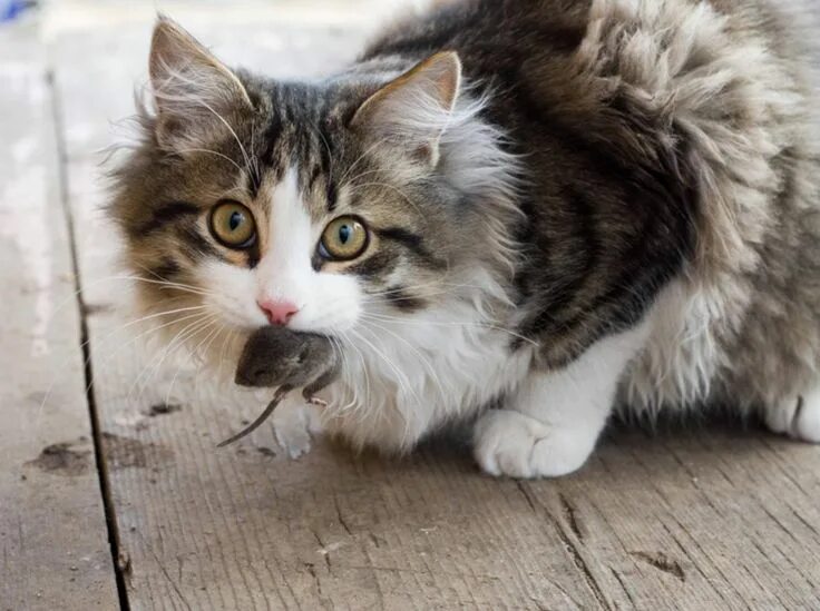 Un gato
