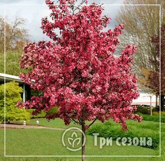 Яблоня с красными листьями название