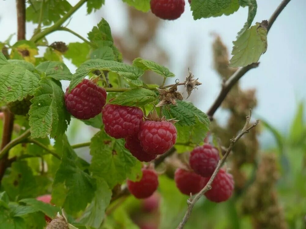 Малина обыкновенная (rubus idaeus). Малина род семейство. Классификация малины обыкновенной. Малина обыкновенная лекарственное растение. Малина род семейство.