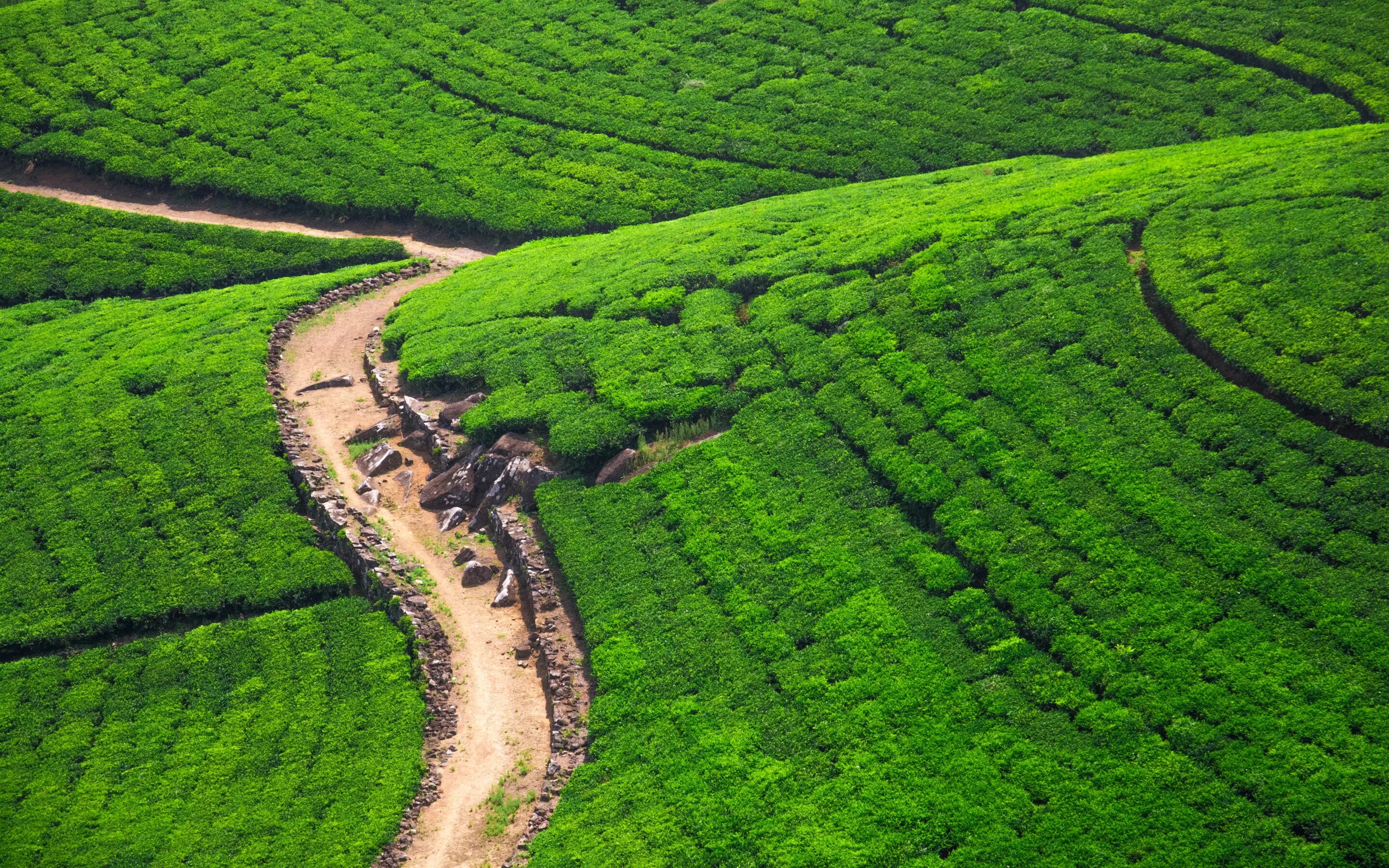 Шри ланка дорого. Шри Ланка чайные плантации. Чайные плантации Шри Ланка вид сверху. Поле вид сверху. Шри Ланка дороги.
