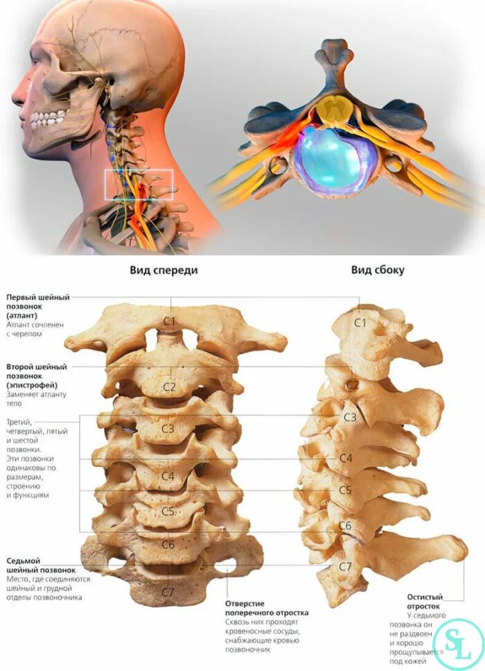 Строение шейного отдела позвоночника. 1 Позвонок шейного отдела Атлант. Строение позвонка шейного отдела.