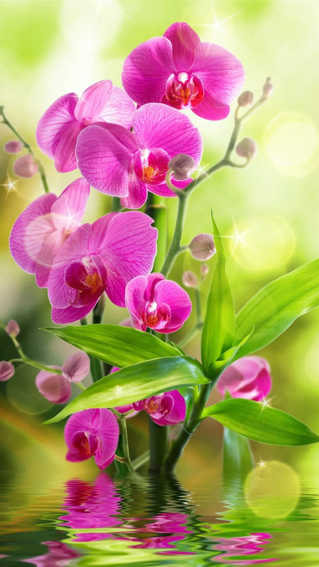 Заставки на телефон вертикальные цветы. Фаленопсис Pink Light. Орхидея вертикальная. Орхидея розовая. Орхидеи в высоком качестве.