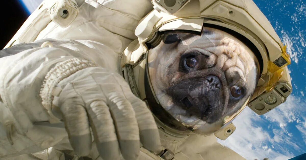 Какие животные первыми побывали в космосе. Космическая собака. Животные покорившие космос. Собаки побывавшие в космосе. Первые собаки в космосе.