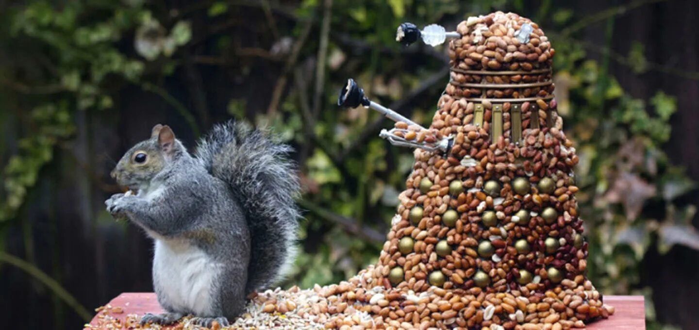 Squirrel go