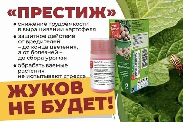 Применение препарата престиж. Отрава от колорадского жука престиж. престиж кс 60мл (от колорадского жука) х144. престиж яд от колорадского жука. престиж от колорадского жука 150 мл.
