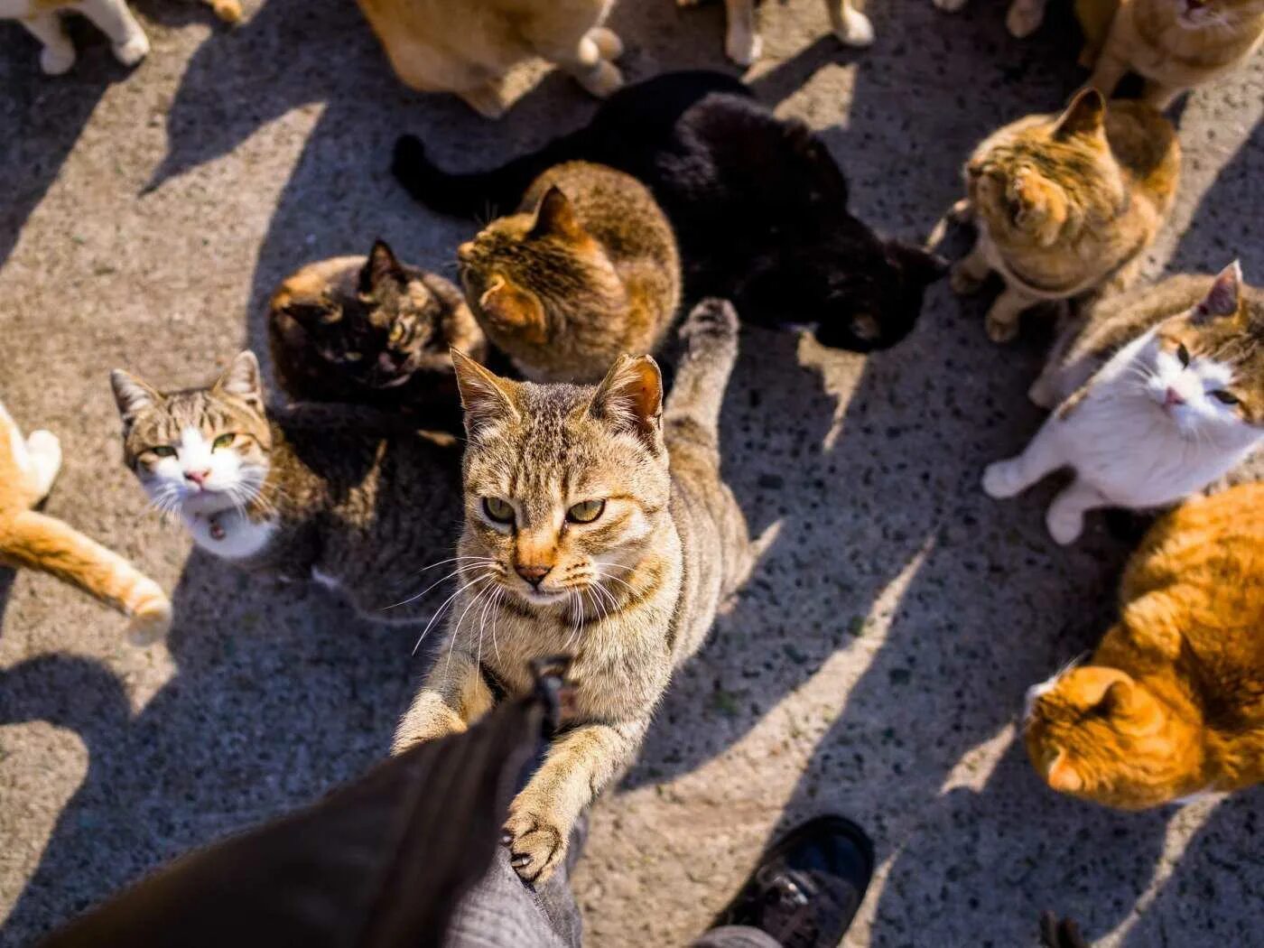 Аосима кошачий остров. Много кошек. Стая кошек. Много котов. 1 кошка и 5 котят