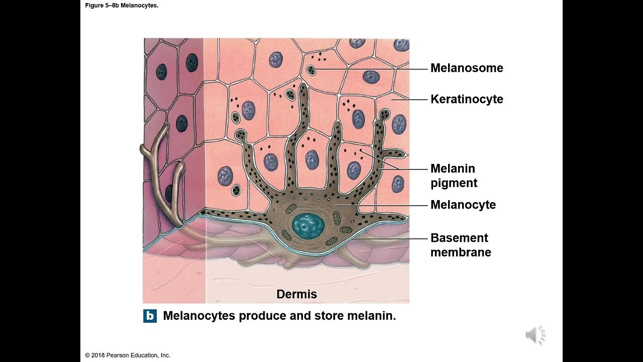 Пигмент содержащийся в коже. Melanosome. Меланин клетка. Пигмент меланин. Меланин схема кожи.