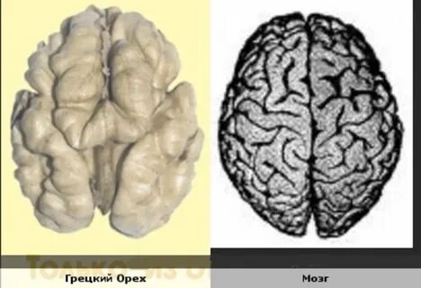Почему орехи похожи на мозг