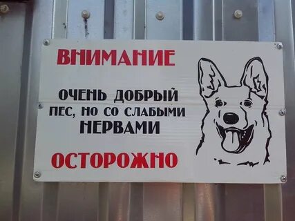 Собака без мата