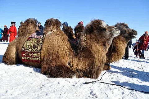 5 верблюдов
