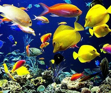 Des poissons