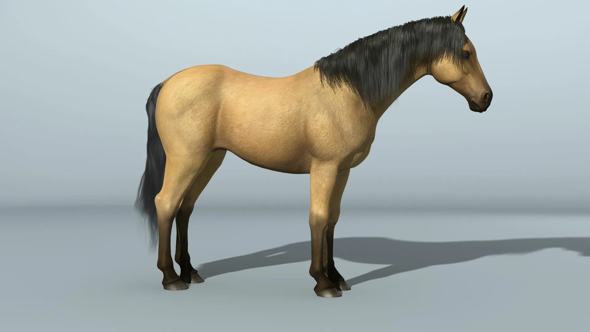 Horses model